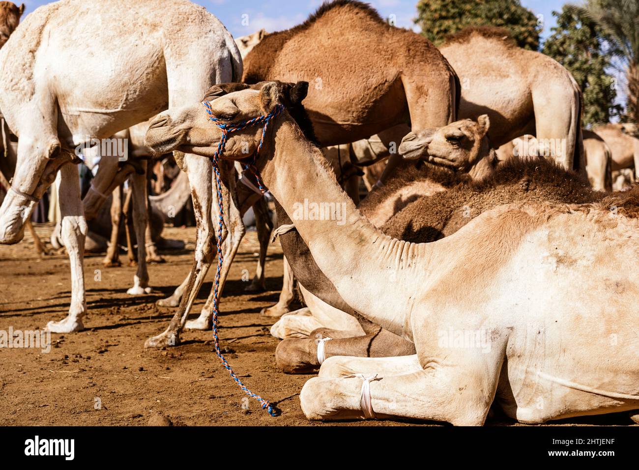 Caravane de chameaux à fourrure brune à bride sur terrain sec dans la région désertique en Égypte, le jour d'été ensoleillé Banque D'Images