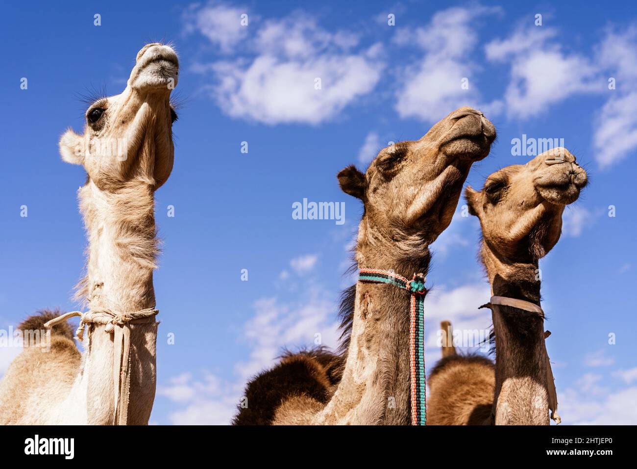 De dessous caravane de chameaux avec fourrure brune en bride debout contre le ciel bleu dans la région désertique en Egypte le jour ensoleillé d'été Banque D'Images