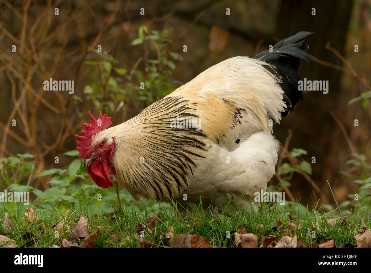 Poule noire blanche Banque de photographies et d’images à haute
