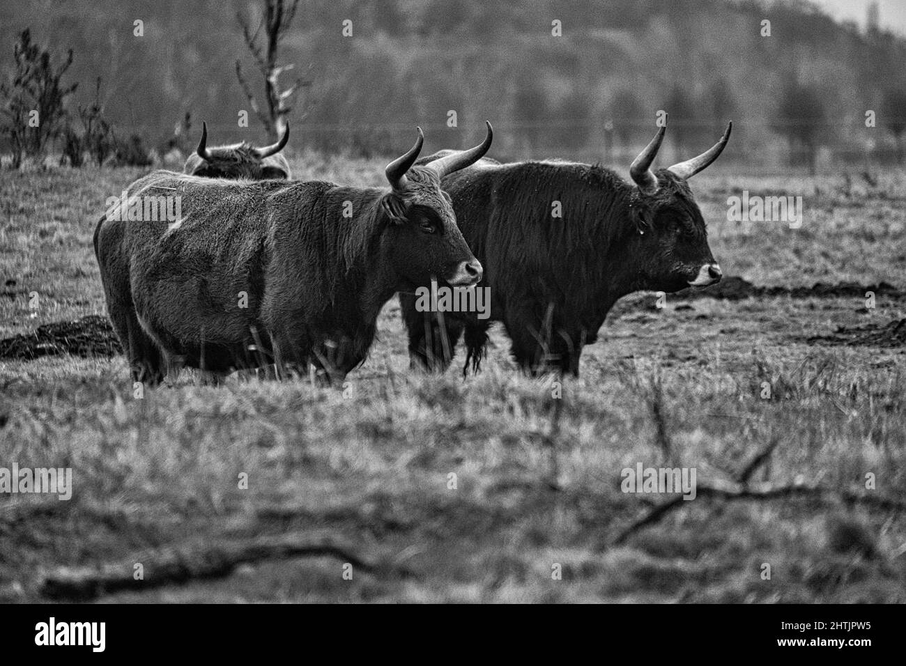 Cliché noir et blanc de bovins de haute terre sur un pré. Cornes puissantes fourrure brune. Agriculture et élevage. Mammifères d'Écosse. Banque D'Images