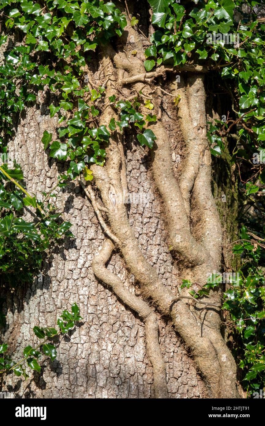 Détail d'une tige épaisse de lierre anglaise bien établie qui enveloppe un arbre, y compris le houx Banque D'Images