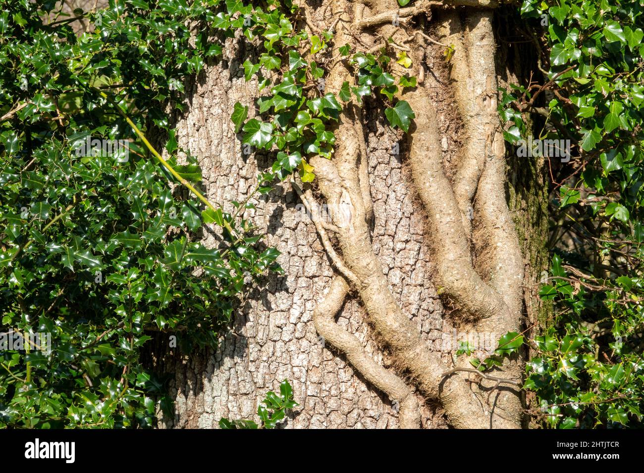 Détail d'une tige épaisse de lierre anglaise bien établie qui enveloppe un arbre, y compris le houx Banque D'Images