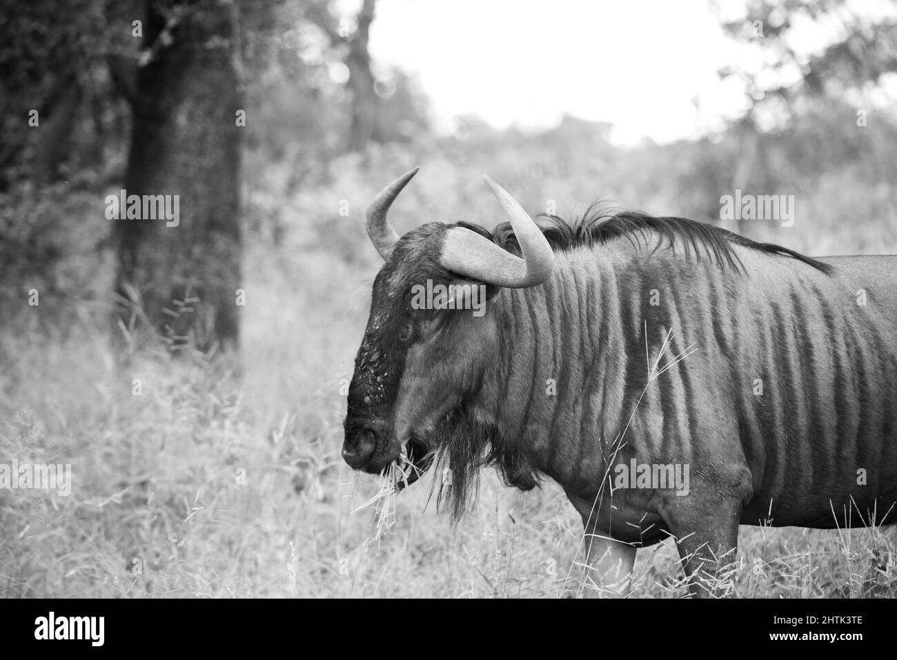 Niveaux de gris d'un Wildebeest, également connu sous le nom de gnu, debout au milieu d'une forêt ou d'un parc qui a l'air triste Banque D'Images