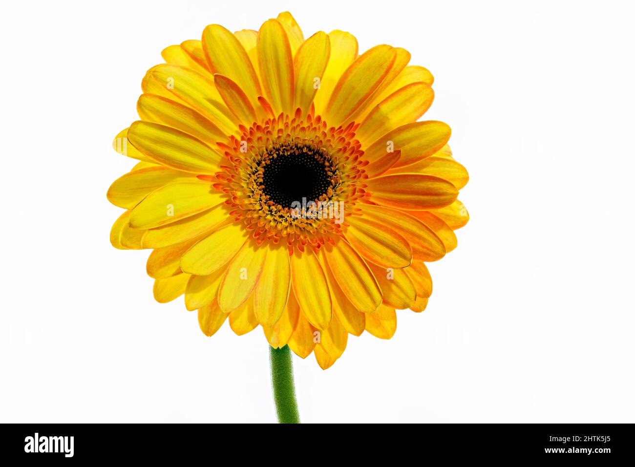 Belle fleur de Gerbera orange photographiée sur fond blanc Uni Banque D'Images