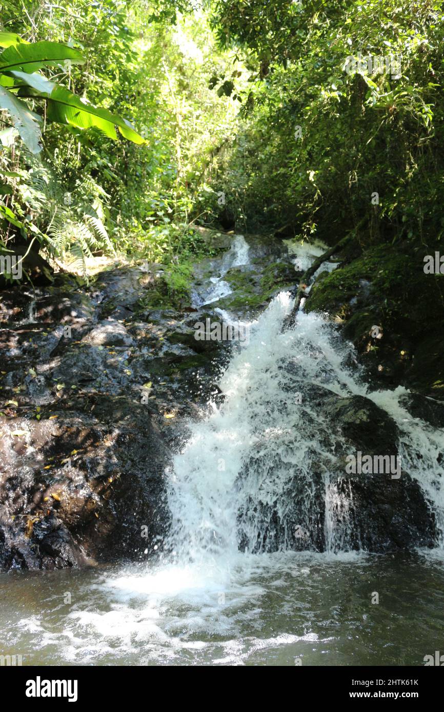 L'exubérance des cours d'eau à l'intérieur de la forêt atlantique, préservée dans les petites propriétés du Brésil, une vie indépendante de notre nature. Banque D'Images