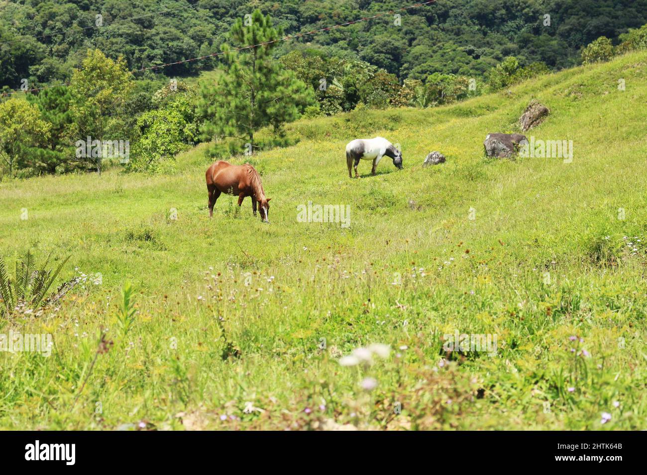 Le cheval Crioulo est largement répandu dans le Rio Grande do Sul, habitant les environs de maisons dans la campagne et dans les petits pâturages. Ils sont traite Banque D'Images