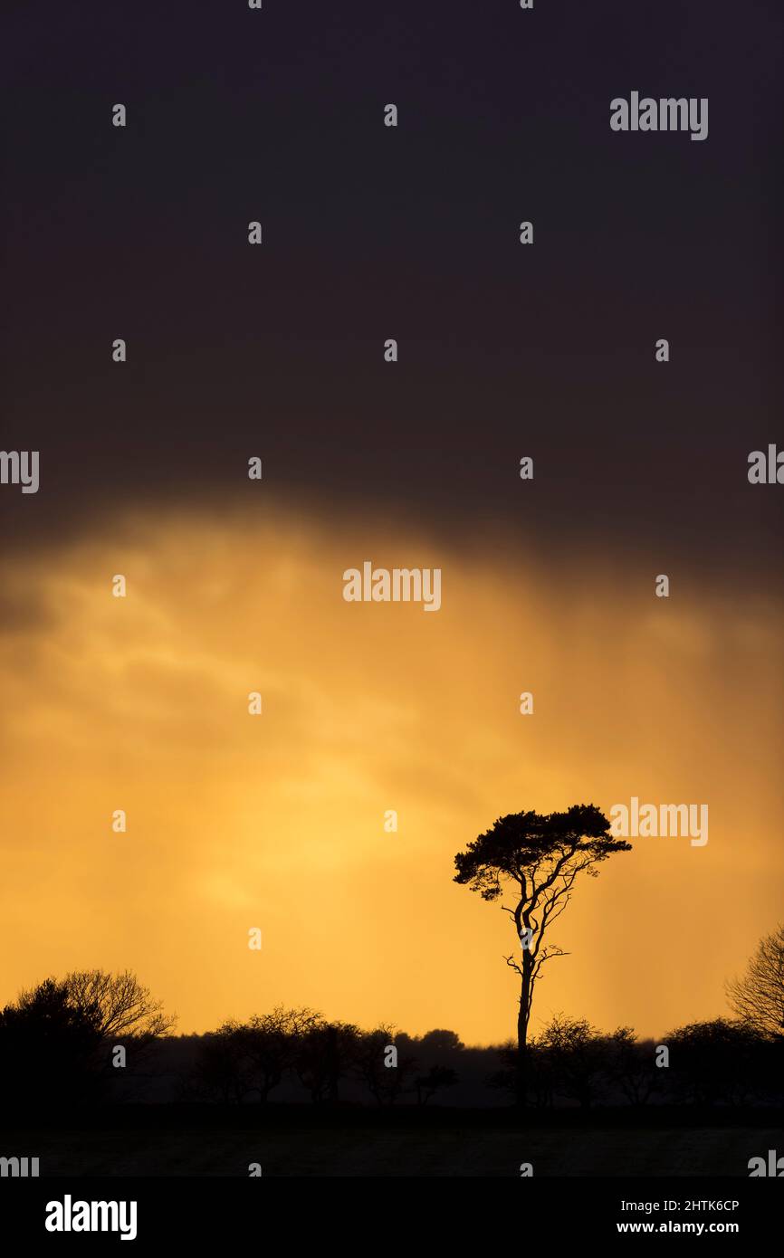 PIN sylvestre (Pinus sylvestris) silhoueté au coucher du soleil avec la tempête à l'approche, Suffolk, Angleterre, février Banque D'Images