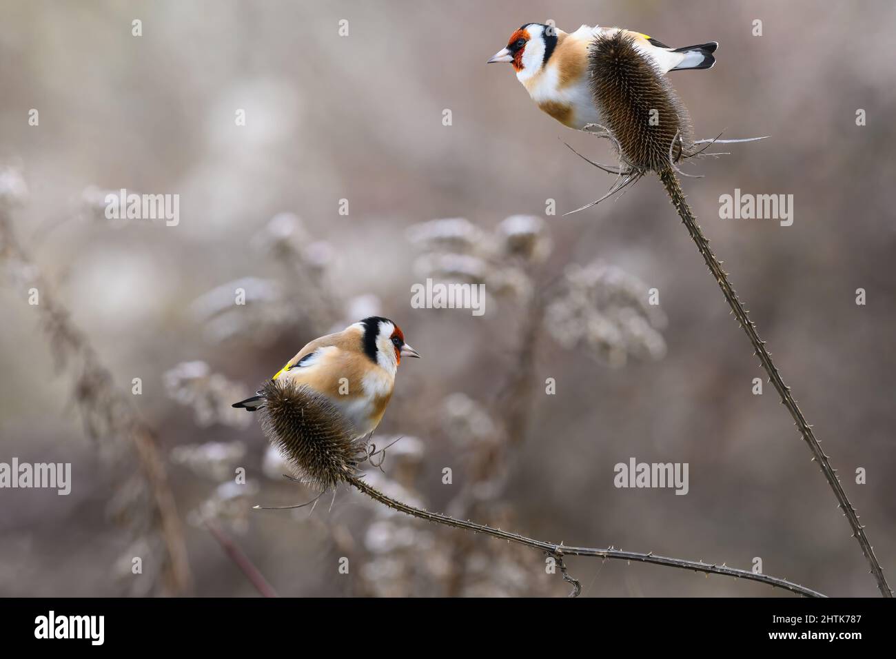 Deux oiseaux aurifères européens assis sur du chardon sec. La nourriture est de petites graines. Arrière-plan flou, espace de copie. Genre Carduelis carduelis Banque D'Images