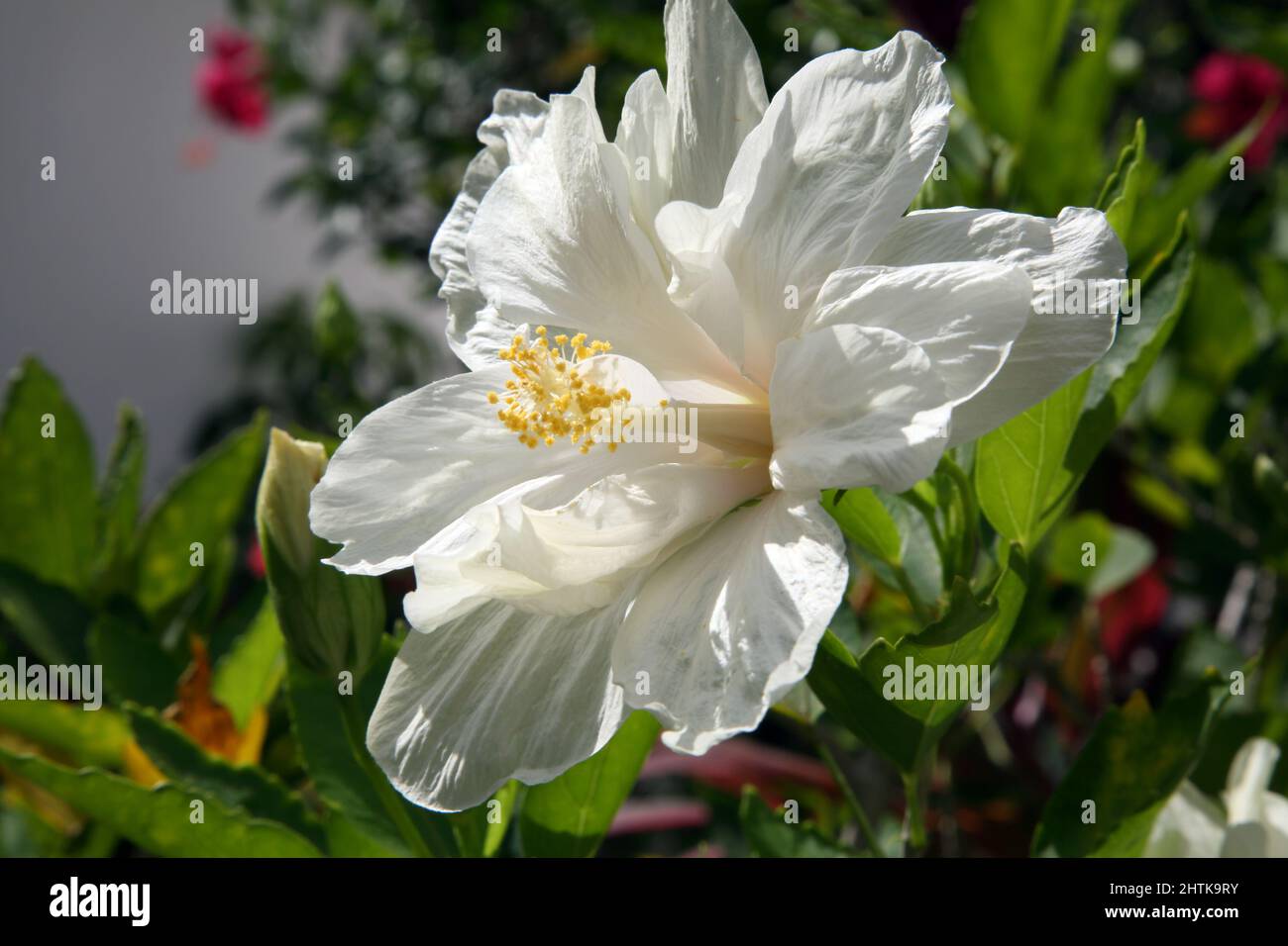 Grande Anse Beach Grenade Mount Cinnamon Hotel Gardens gros plan de la fleur blanche d'hibiscus Banque D'Images