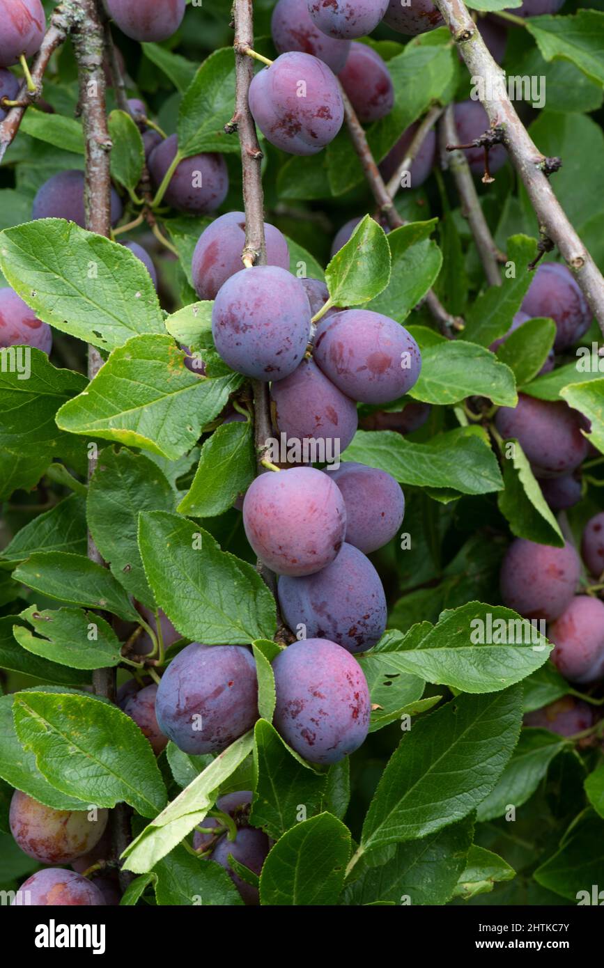 Victoria Plum Banque D'Images