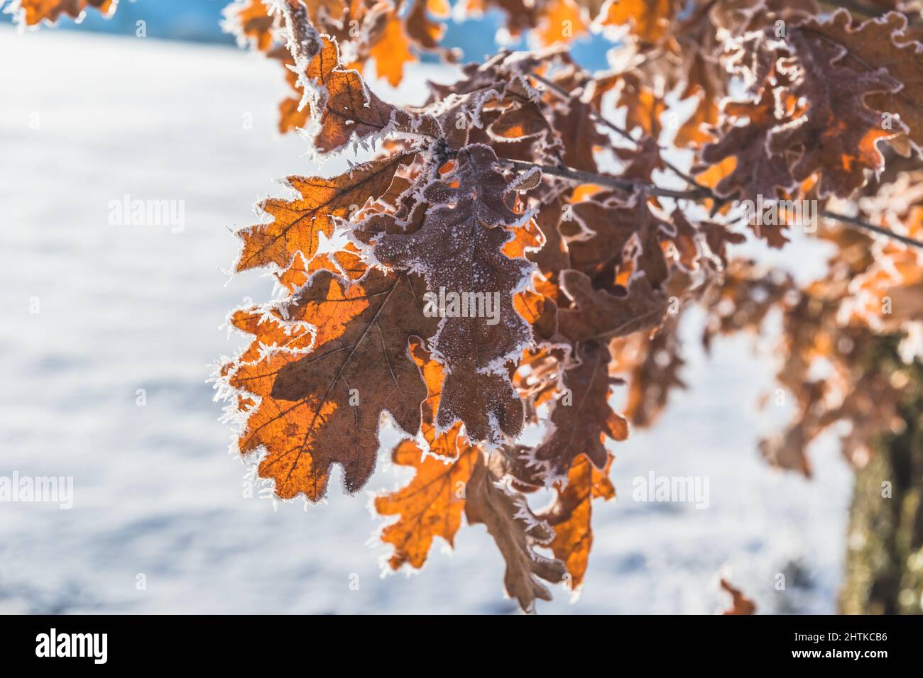 Feuilles de chêne givré dans la lumière du soleil du matin dans un paysage enneigé Banque D'Images