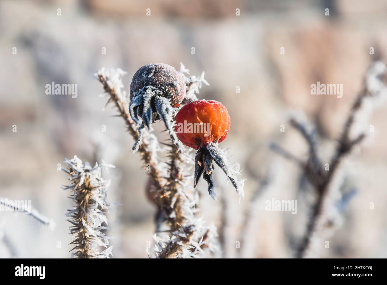 Une rose de hanche séchée sur un Bush lors d'un matin d'hiver glacial Banque D'Images