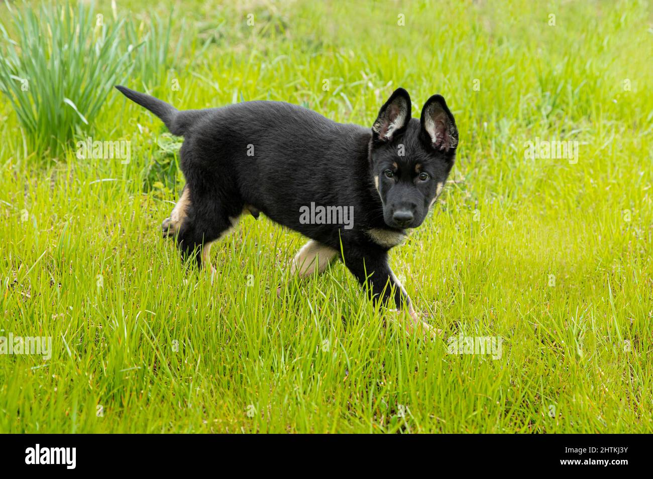 Mignon petit chiot Berger allemand sur une promenade sur l'herbe verte Banque D'Images