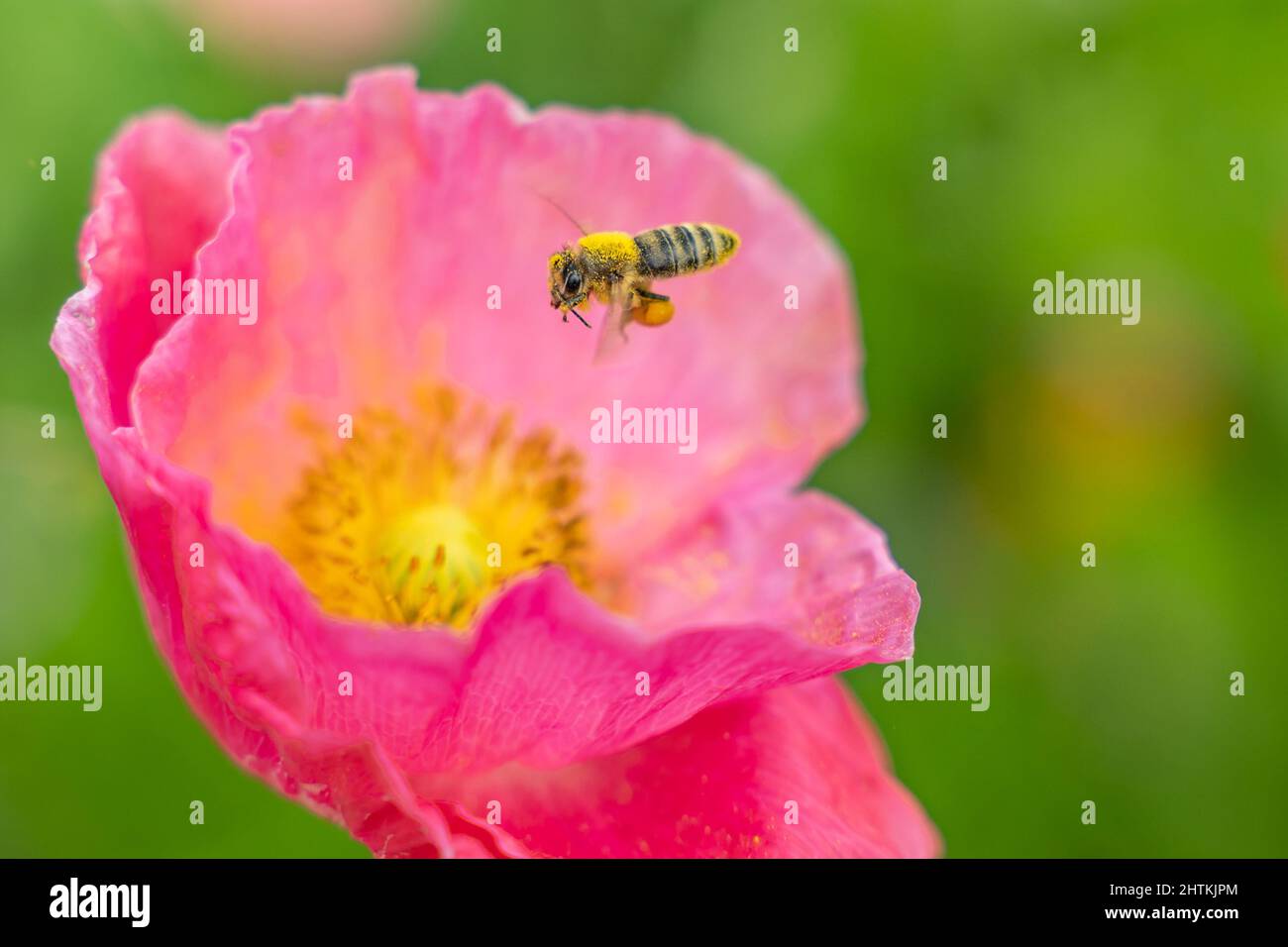 Miel abeille couverte de pollen atterrissant sur une fleur rose. Banque D'Images