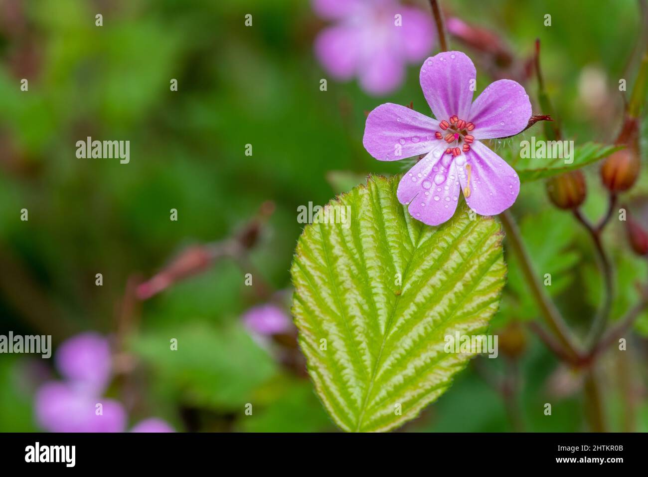 Photo macro d'une herbe Robert (géranium robertianum) fleur en fleur Banque D'Images