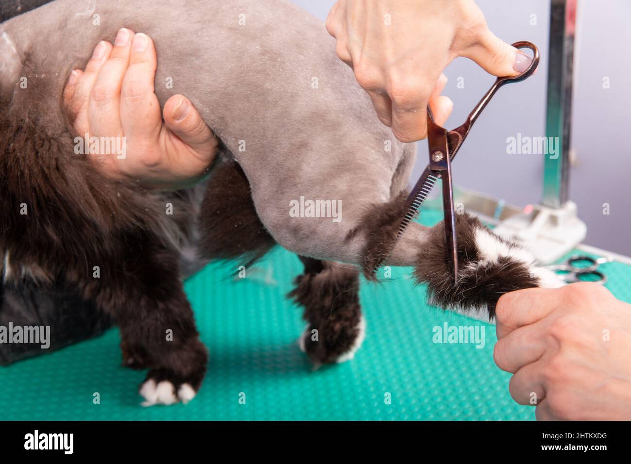 Toilettage de chats dans un salon de beauté pour animaux de compagnie. Le barber utilise un coupe-herbe pour tondre le dos, les pattes arrière et la queue. Banque D'Images