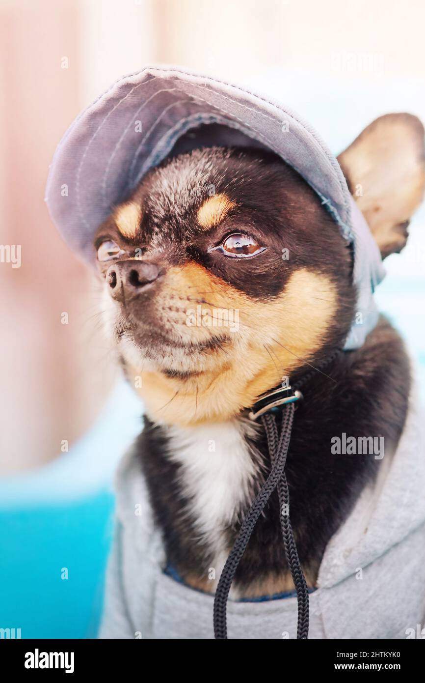Chien Chihuahua dans une casquette de baseball et un sweat à capuche.  Animal de compagnie, animal Photo Stock - Alamy