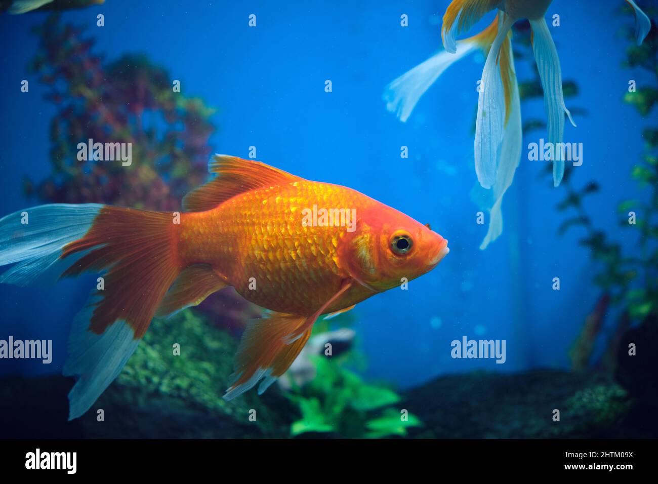 Poissons rouges et albinos dans un aquarium avec fond bleu Banque D'Images