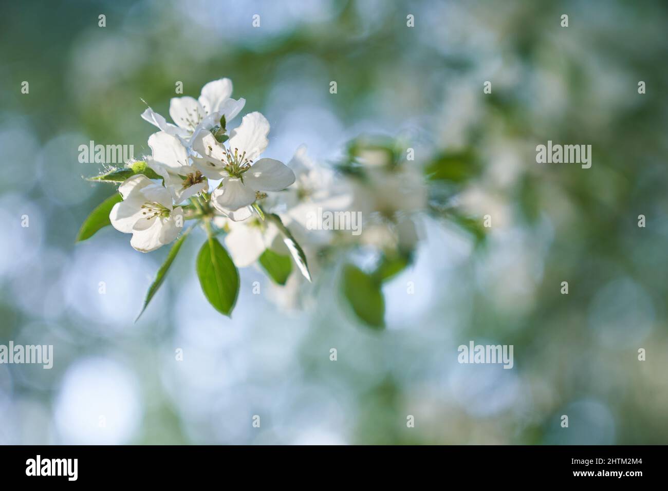 Gros plan d'une branche de pommier. Branche d'un pommier en fleur avec des pétales blancs dans le vent. Photo de haute qualité Banque D'Images