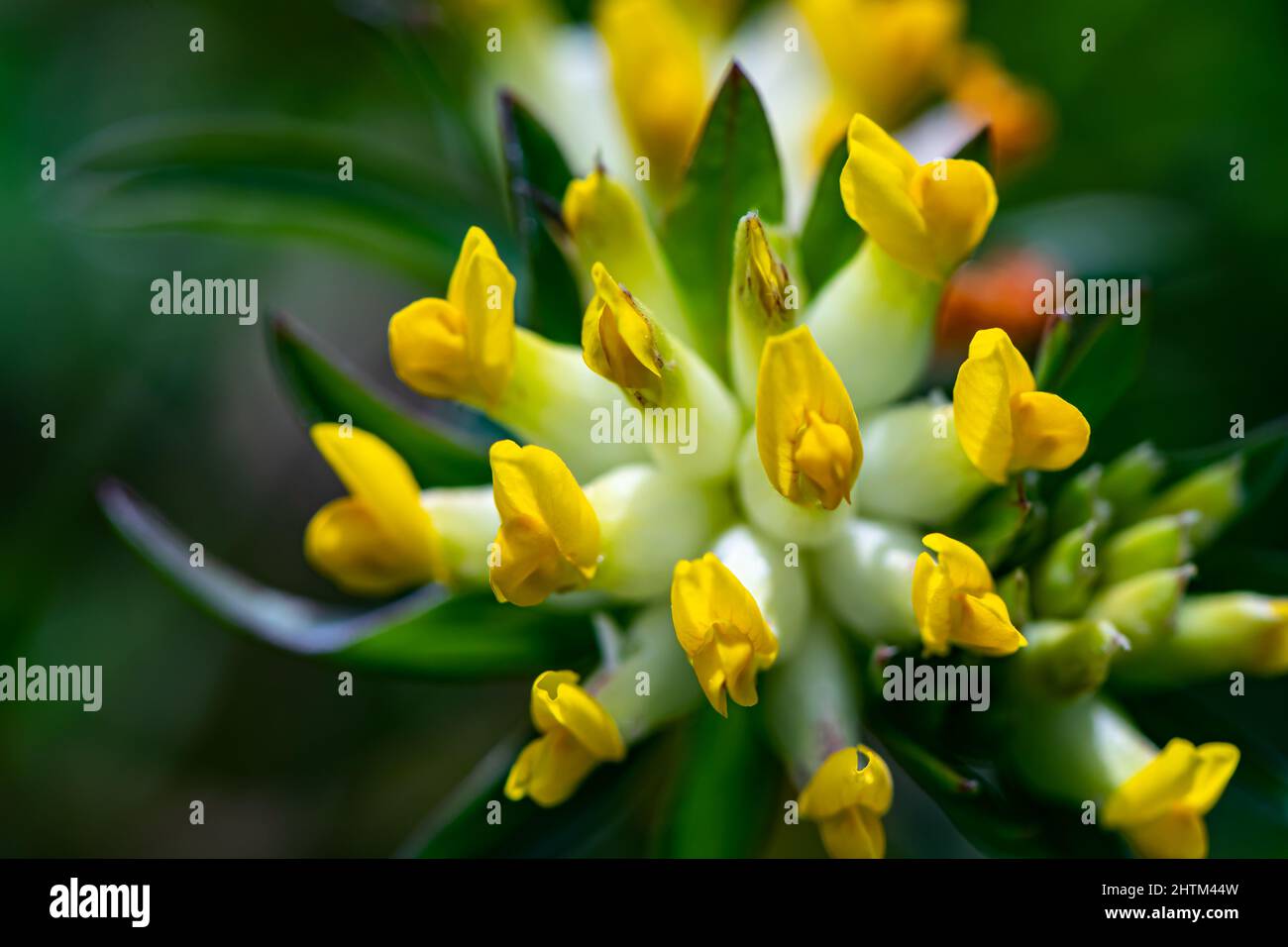 Anthyllis vulneraria ssp. Alpestris fleur en montagne Banque D'Images