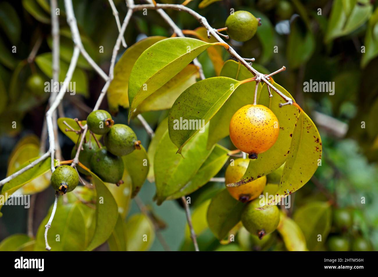 Fruits exotiques brésiliens, jaune abiu (Pouteria caimito) Banque D'Images