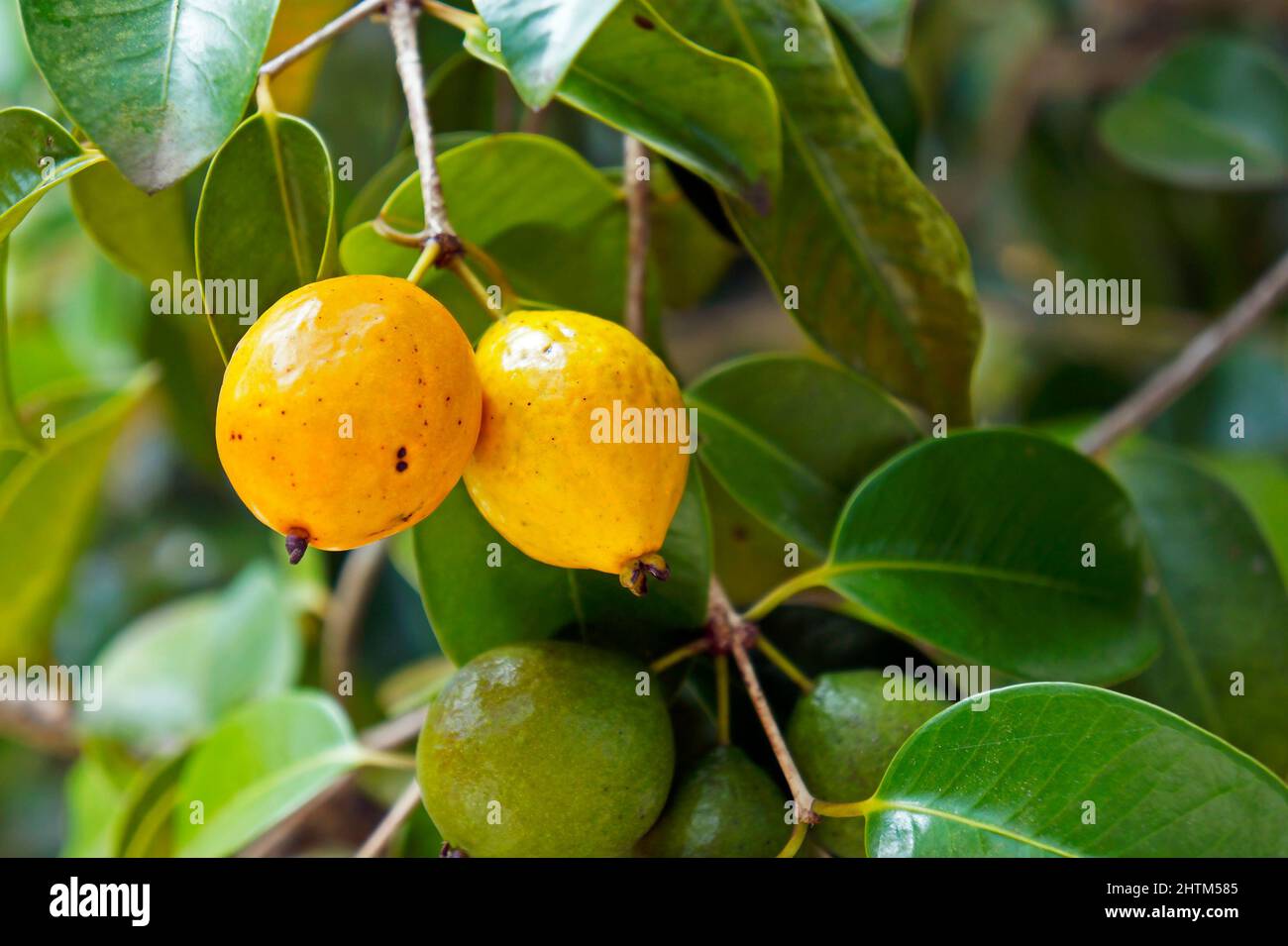 Fruits exotiques brésiliens, jaune abiu (Pouteria caimito) Banque D'Images