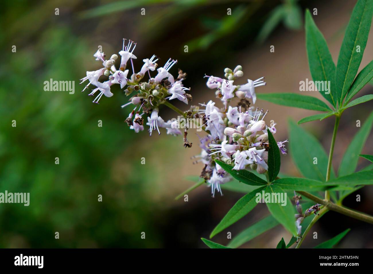 Fleurs de Vitex, de chastetree ou de chastère (Vitex agnus-castus) Banque D'Images
