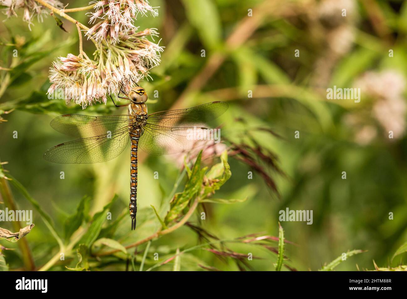 Femelle Common Hawker à la réserve naturelle Banque D'Images