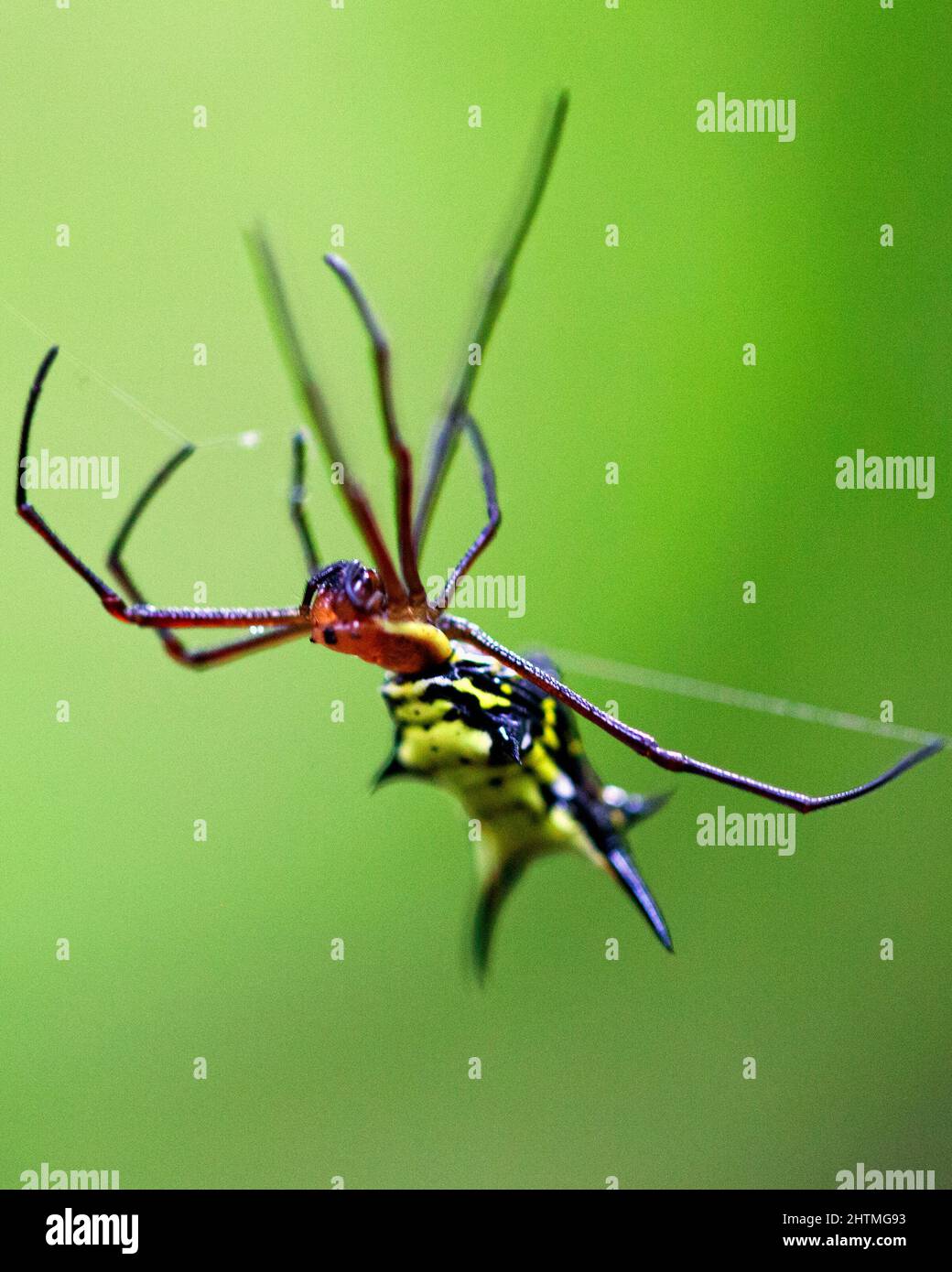 Image macro d'un Weaver d'Orbe doré aux couleurs vives (Nephila edulis) accroché à la toile d'araignée à l'intérieur du parc national de Madidi, Rurrenabaque en Bolivie. Banque D'Images