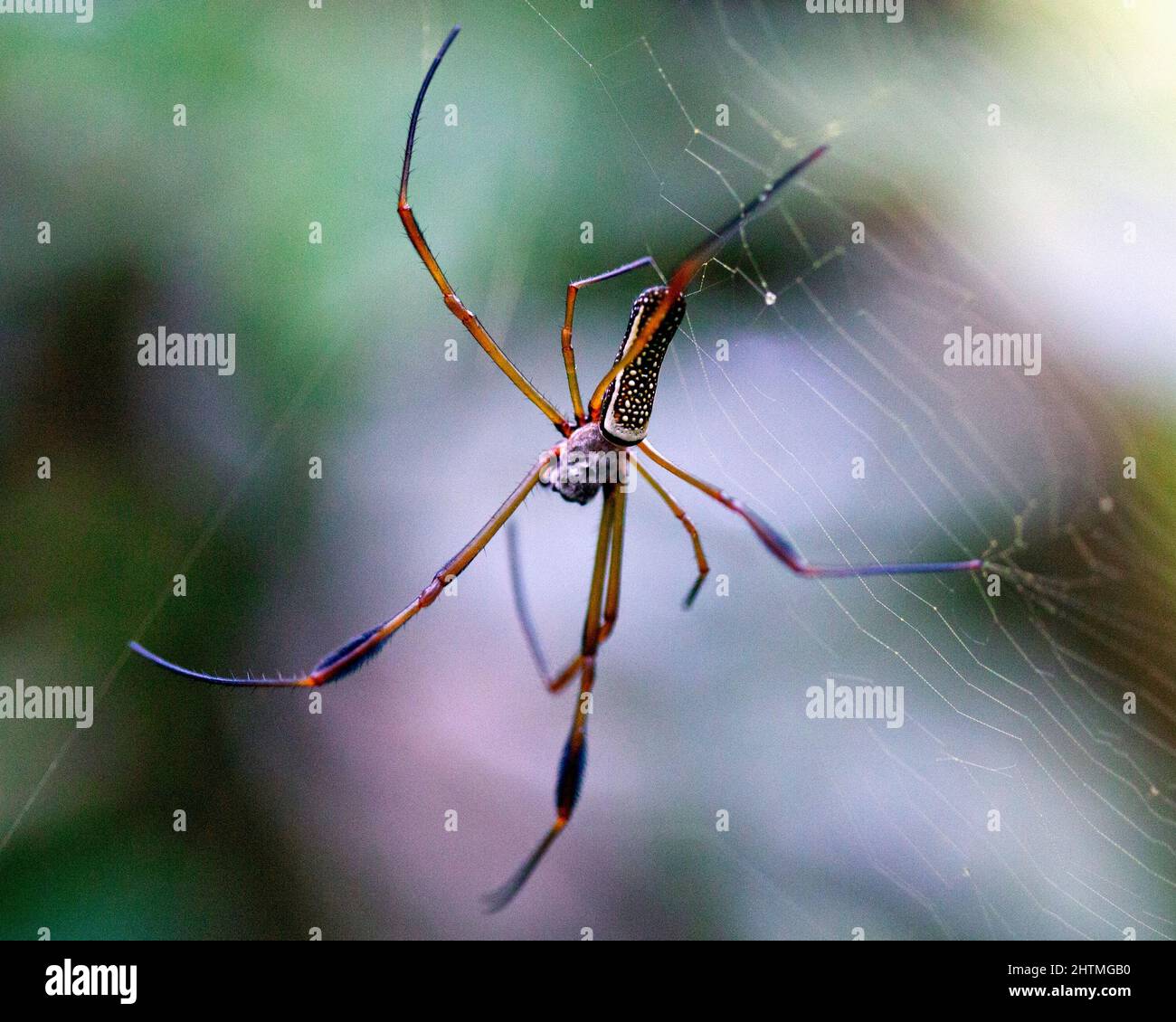 Image macro d'un Weaver d'Orbe doré aux couleurs vives (Nephila edulis) accroché à la toile d'araignée à l'intérieur du parc national de Madidi, Rurrenabaque en Bolivie. Banque D'Images