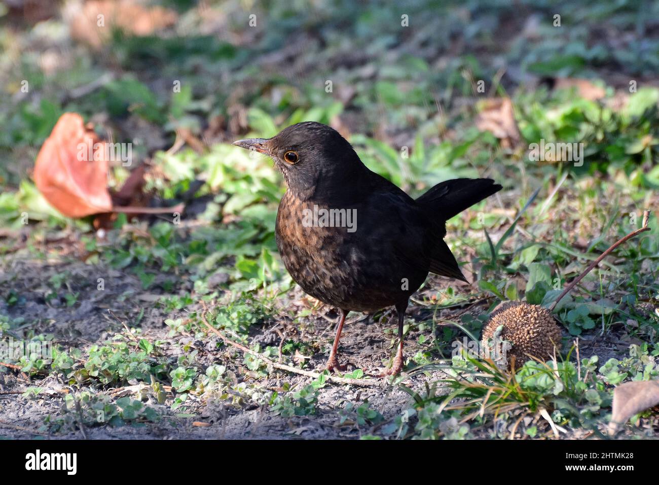 Oiseau noir commun, oiseau noir eurasien, Amsel, Schwarzdrossel, Turdus merula, fekete rigó, Budapest, Hongrie, Magyarország, Europe Banque D'Images