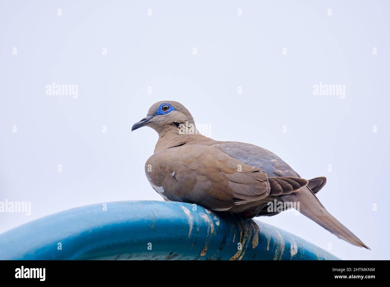 Earred Dove (Zenaida auriculata), portrait détaillé. Banque D'Images