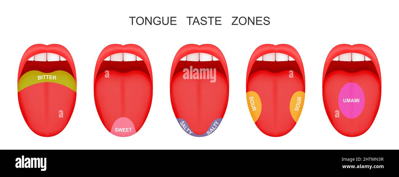 Ouvrez la bouche avec des languettes qui collent en montrant des zones amères, aigres, douces, salées, de saveur d'umami. Fausse théorie des papilles humaines. Illustration de dessin animé vectoriel Illustration de Vecteur