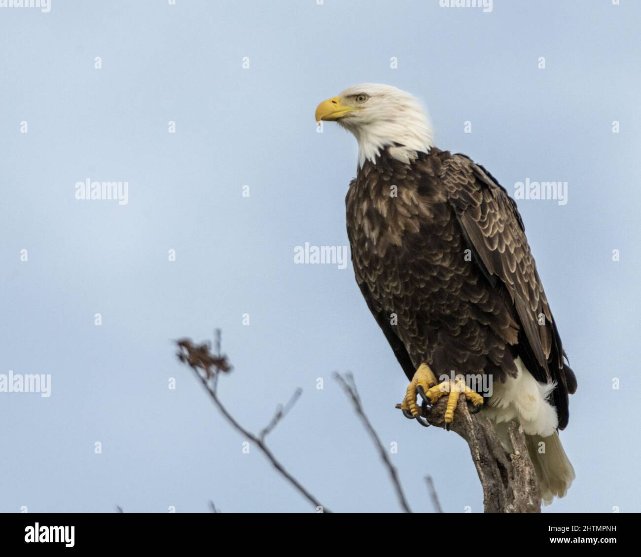 Gros plan d'un aigle à tête blanche perçant sur du bois contre un ciel gris Banque D'Images