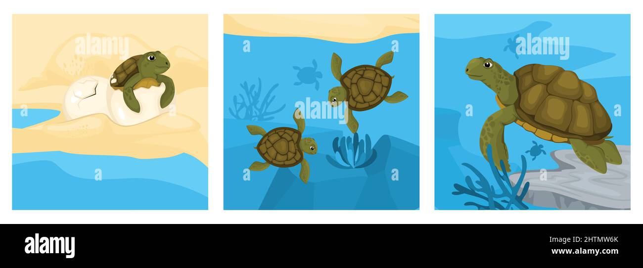 Concept de conception du cycle de vie des tortues avec ensemble de compositions carrées avec des tortues et des poissons en illustration vectorielle d'aquarium Illustration de Vecteur