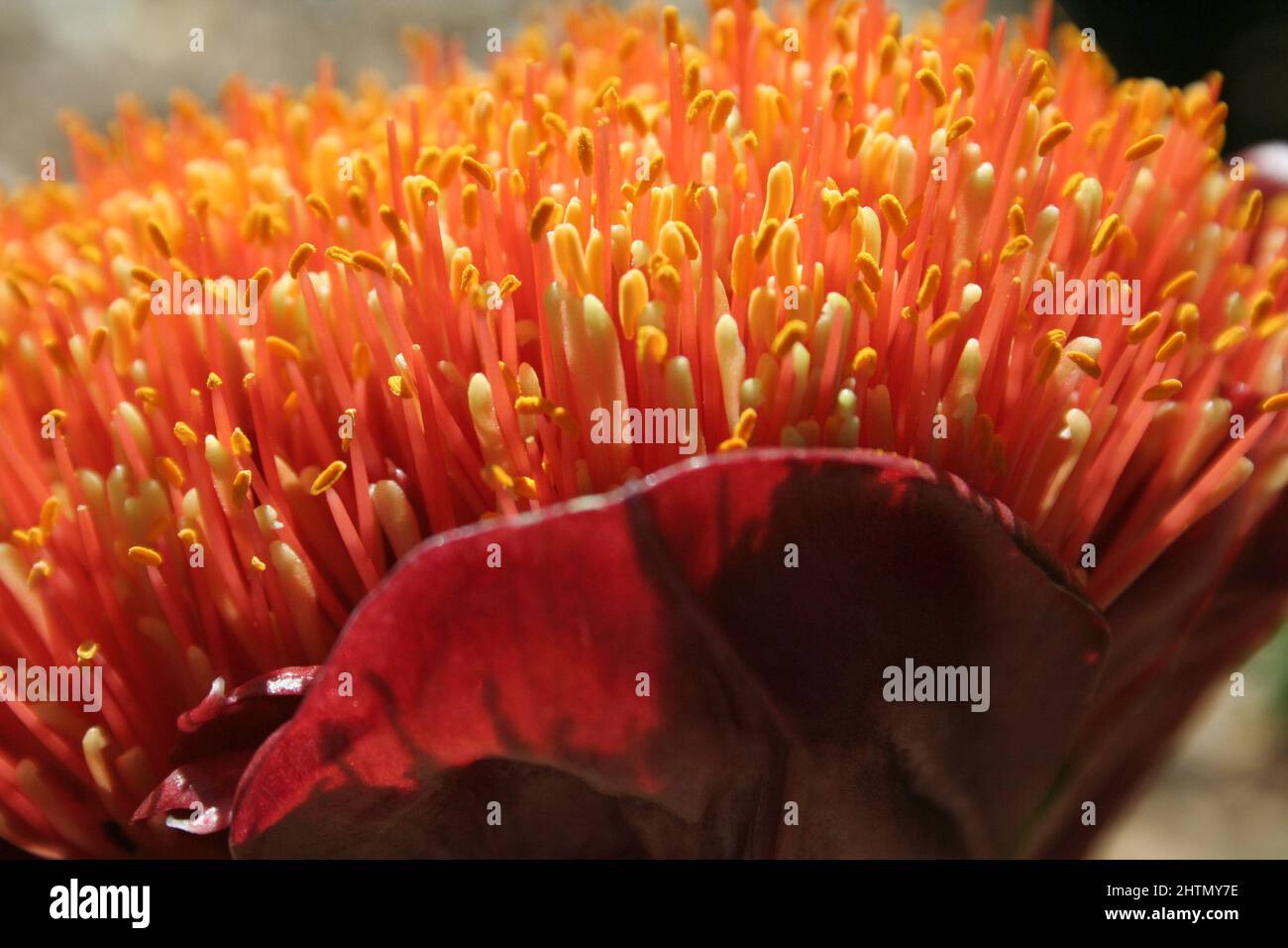 GROS PLAN D'UNE FLEUR DE HAEMANTHUS COMMUNÉMENT CONNUE SOUS LE NOM DE PINCEAU LILY OU FLEUR DE SANG. Banque D'Images