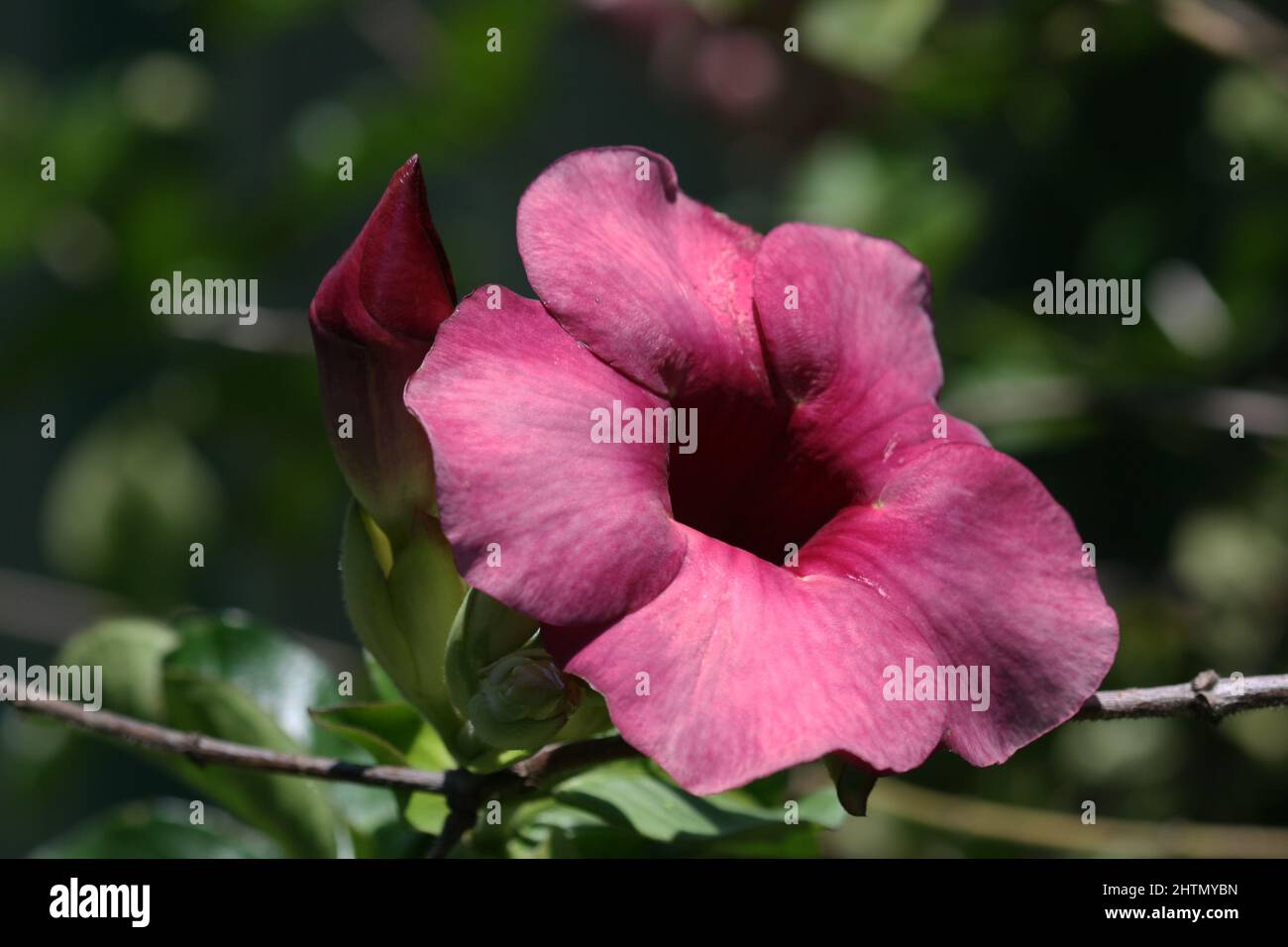 GROS PLAN D'ALLAMANDA BLANCHETII SYN. VIOLAEA COMMUNÉMENT APPELÉ VIOLET OU VIOLET ALLAMANDA. ÉGALEMENT APPELÉE RED BELL. Banque D'Images