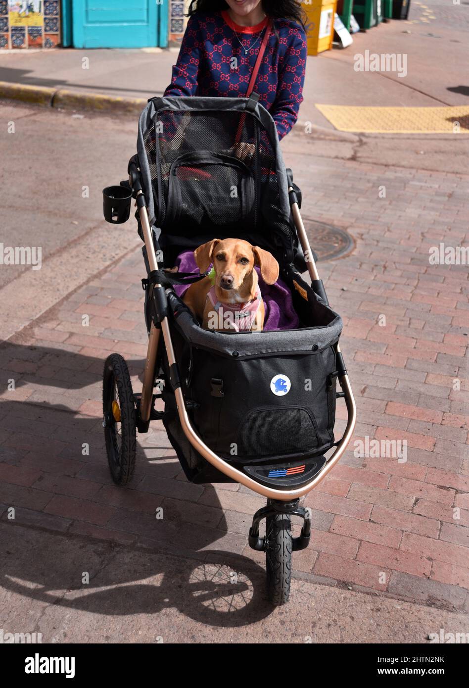 Une femme en visite à Santa Fe, au Nouveau-Mexique, pousse son chien dans une poussette de marque HPZ PET Rover. Banque D'Images
