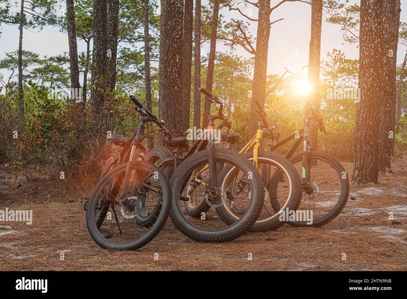 Quatre vélos en pin de forêt en journée ensoleillée. Banque D'Images