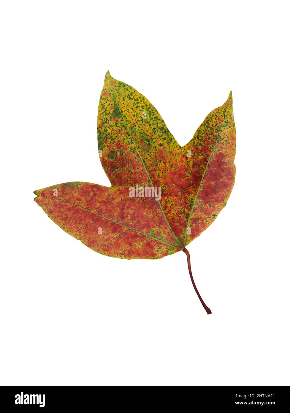 feuille d'érable isolée sur fond blanc. concept de saison d'automne Banque D'Images
