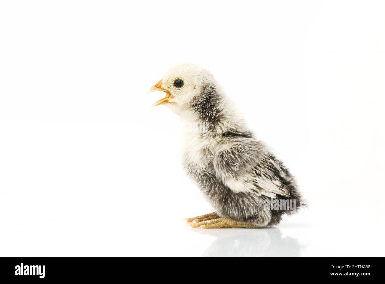 Argent Sebright bantam poule isolée sur blanc. Banque D'Images