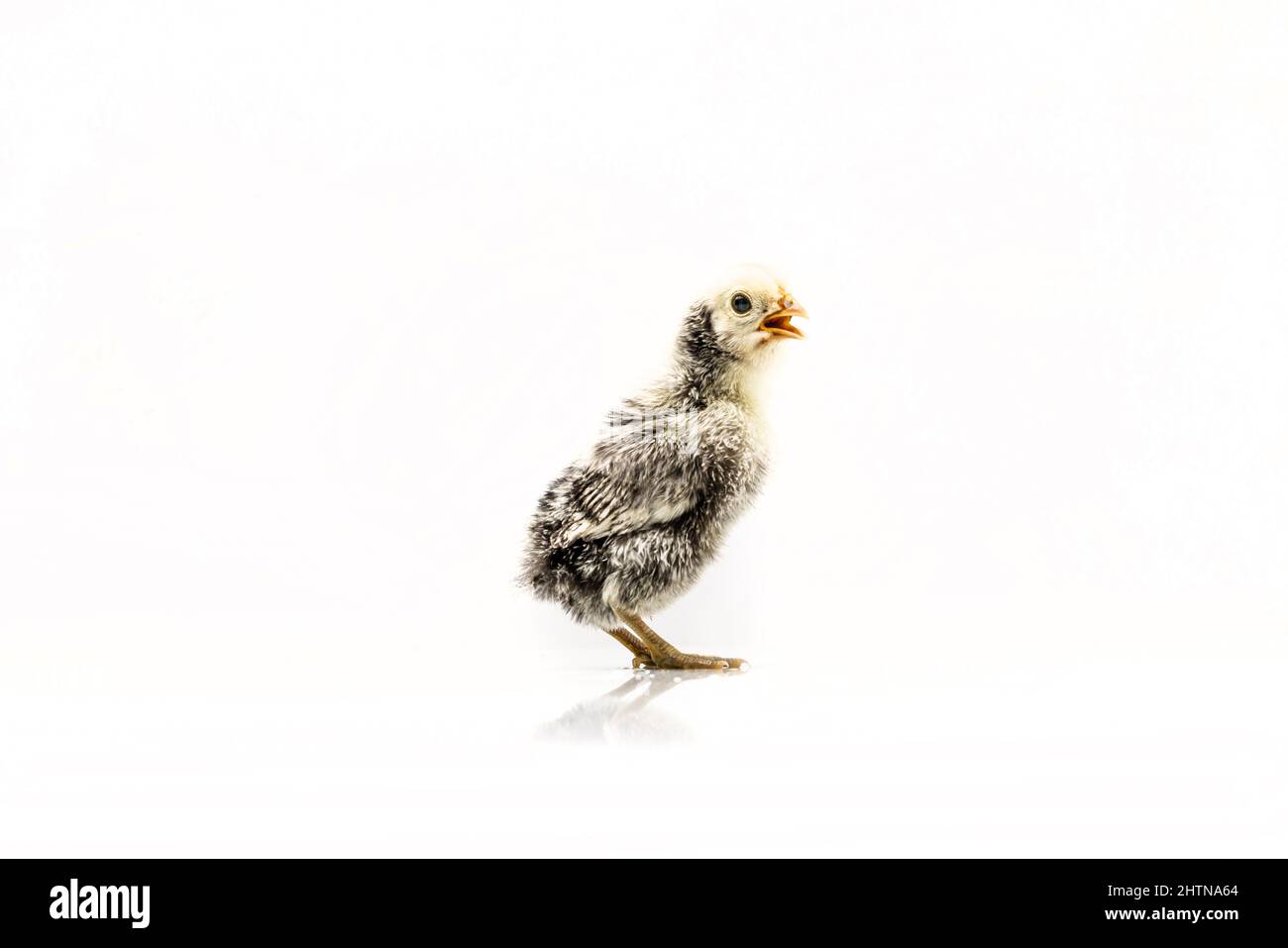 Argent Sebright bantam poule isolée sur blanc. Banque D'Images