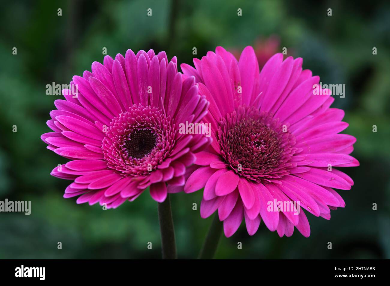 Gerbera, Fleur au sens symbolique du bonheur et de l'amour Banque D'Images