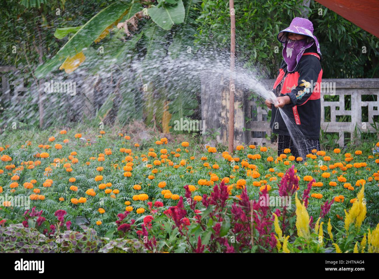 30 janvier 2022, Ho Chi Minh ville, Vietnam, une femme paysanne prend soin des fleurs pour se préparer à la vente à l'occasion de la nouvelle année lunaire vietnamienne Banque D'Images