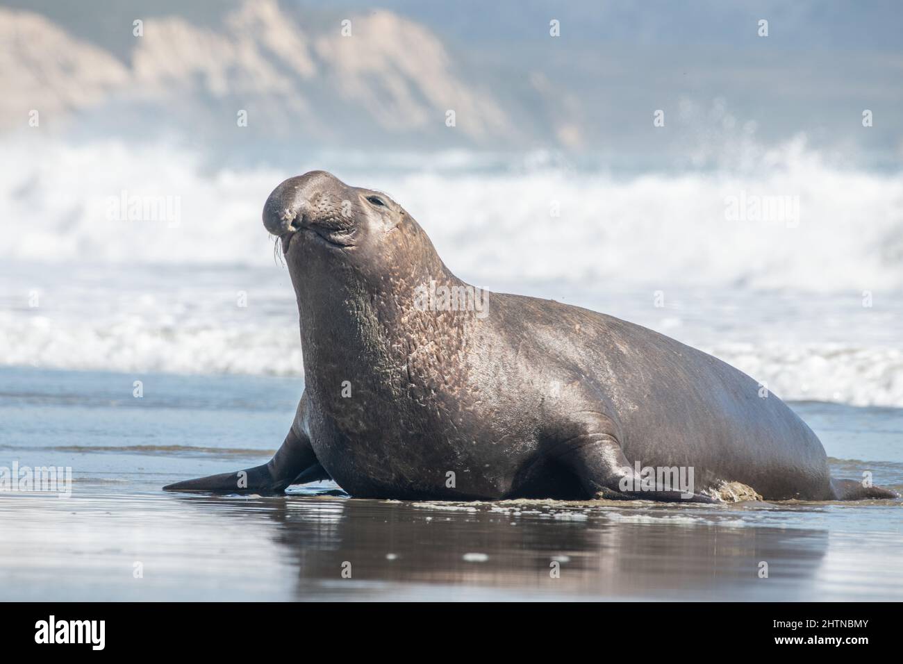 Un phoque à éléphant du nord (Mirounga angustirostris) sur la plage de Drakes, sur le littoral national de point Reyes, en Californie. Banque D'Images