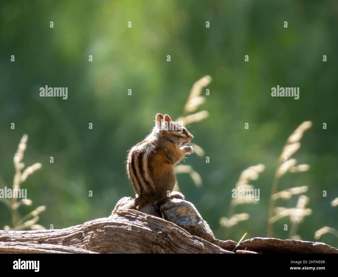 Chipmunk est assis sur une bûche avec la lumière du soleil qui s'y attelle par le dessus. Banque D'Images