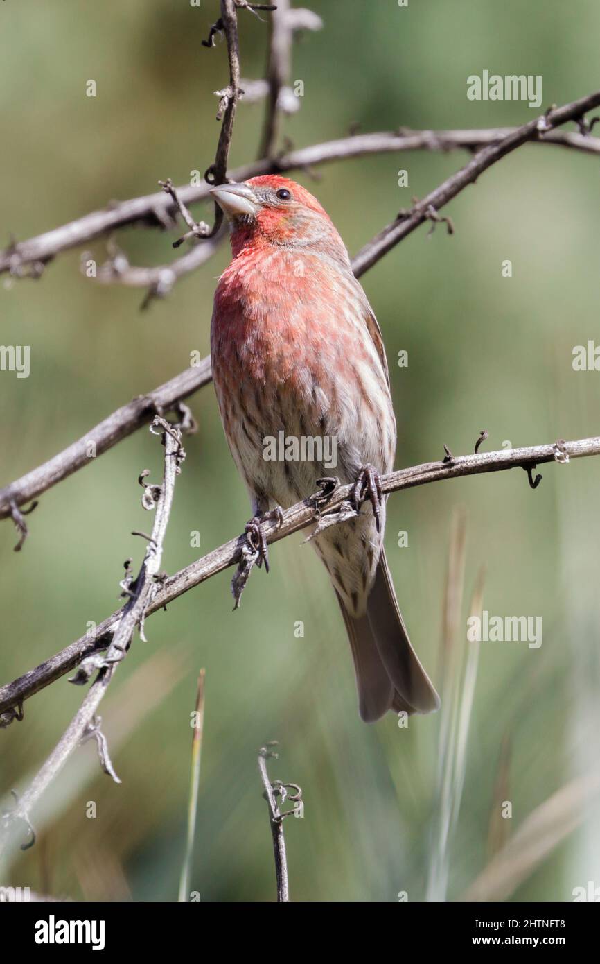 Maison Finch mâle perchée sur branche d'arbre. Stanford, comté de Santa Clara, Californie, États-Unis. Banque D'Images