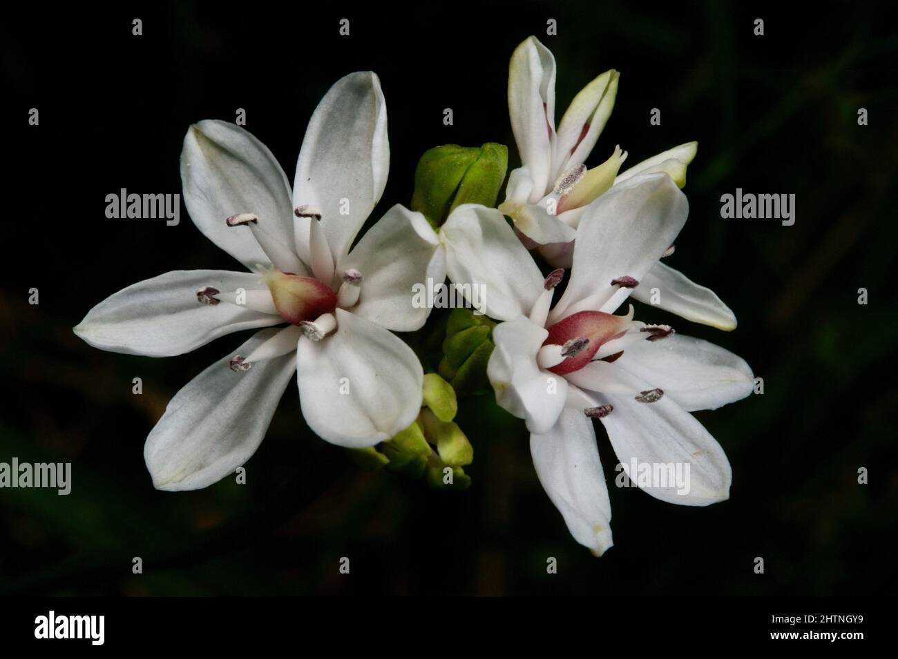 Les Milkmaides (Burchardia umbellata) sont si communs que certaines personnes pensent qu'ils sont des mauvaises herbes - très jolies mauvaises herbes! Hochkins Ridge Flora Reserve à Croydon North. Banque D'Images