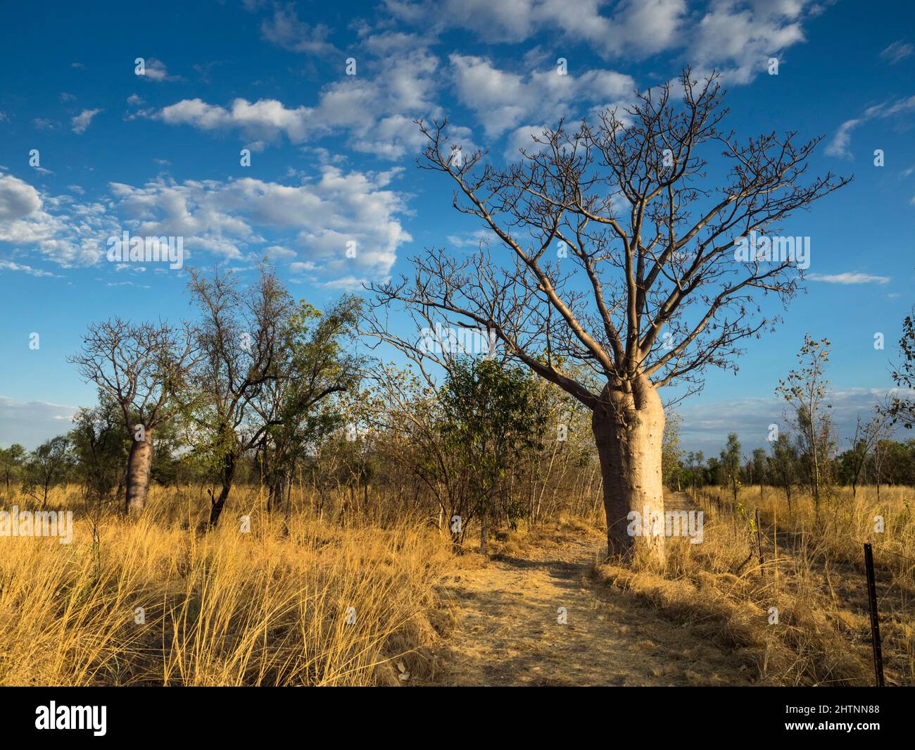 Boab Tree (Adansonia gregorii) le long d'une piste de station, Parry lagons. East Kimberley Banque D'Images