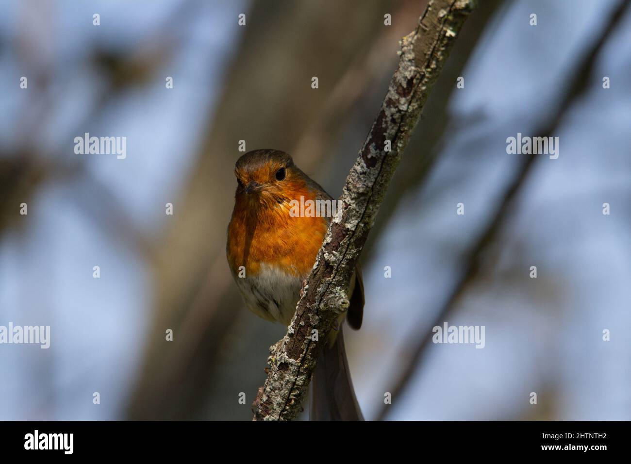 Un seul voleur européen (erithacus rubecula) perché sur une branche avec des ombres et des rayons du soleil et un ciel bleu Banque D'Images